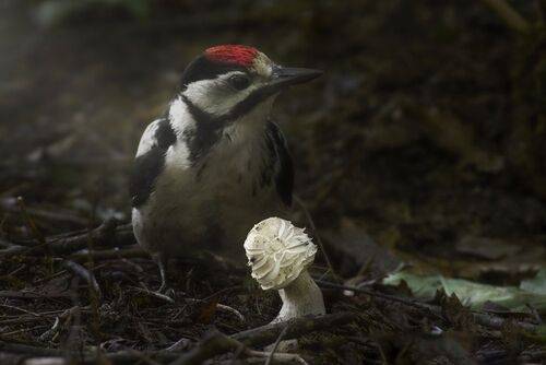Молодь большого пестрого дятла исследует мир