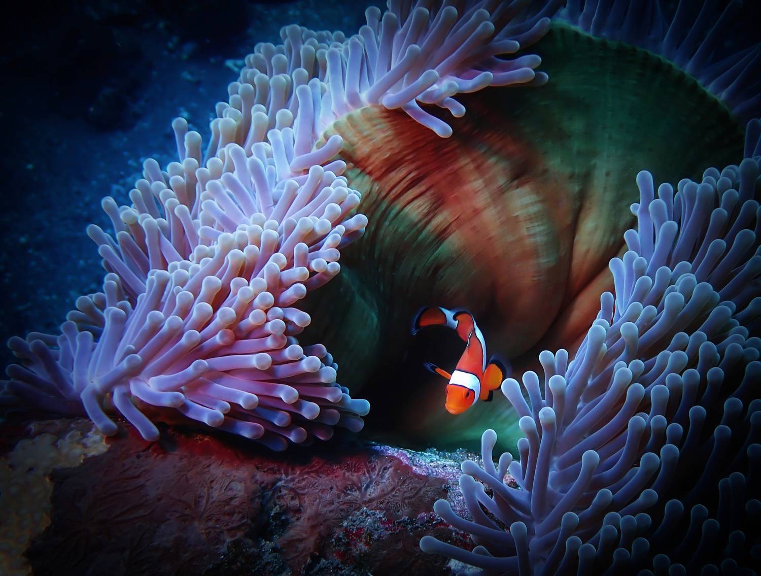 Подводное фото, Кирилл Леднев