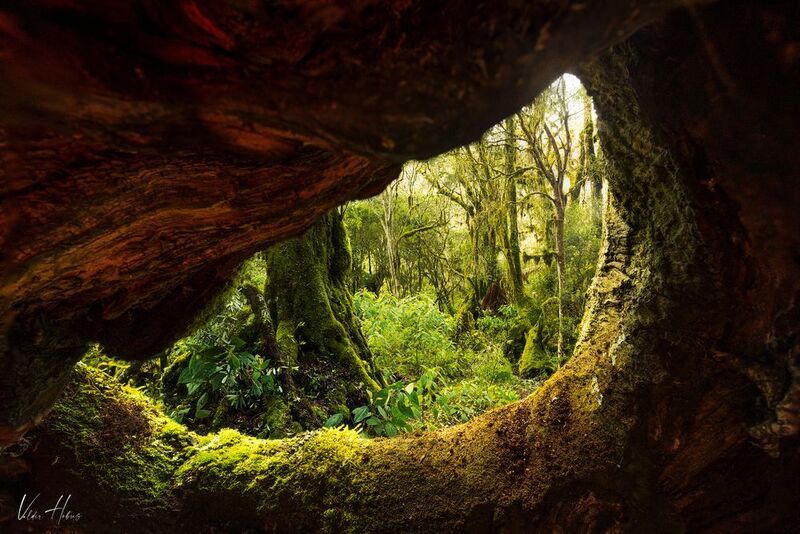 The wood´s Eye  фото превью