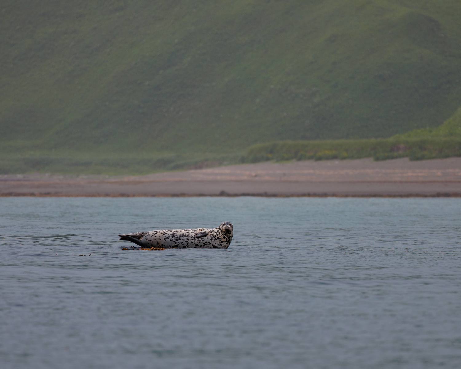 ларга, командоры, остров беринга, мыс буян, Vladimir goiiiguk