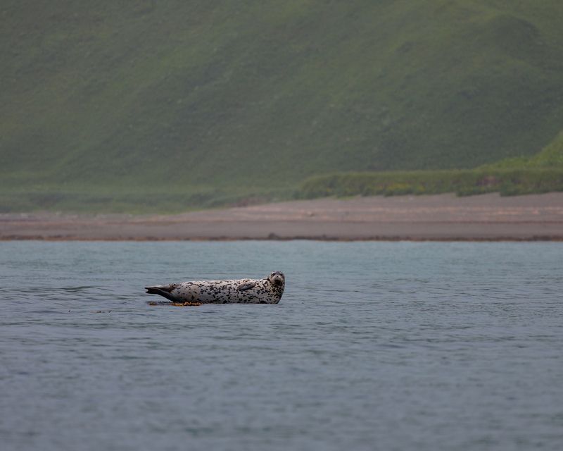 ларга, командоры, остров беринга, мыс буян Антур фото превью