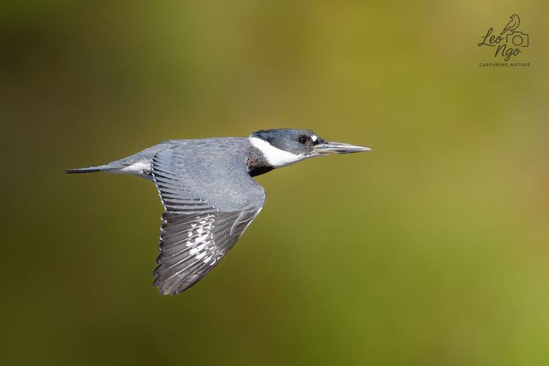 Precision in motion. фото превью