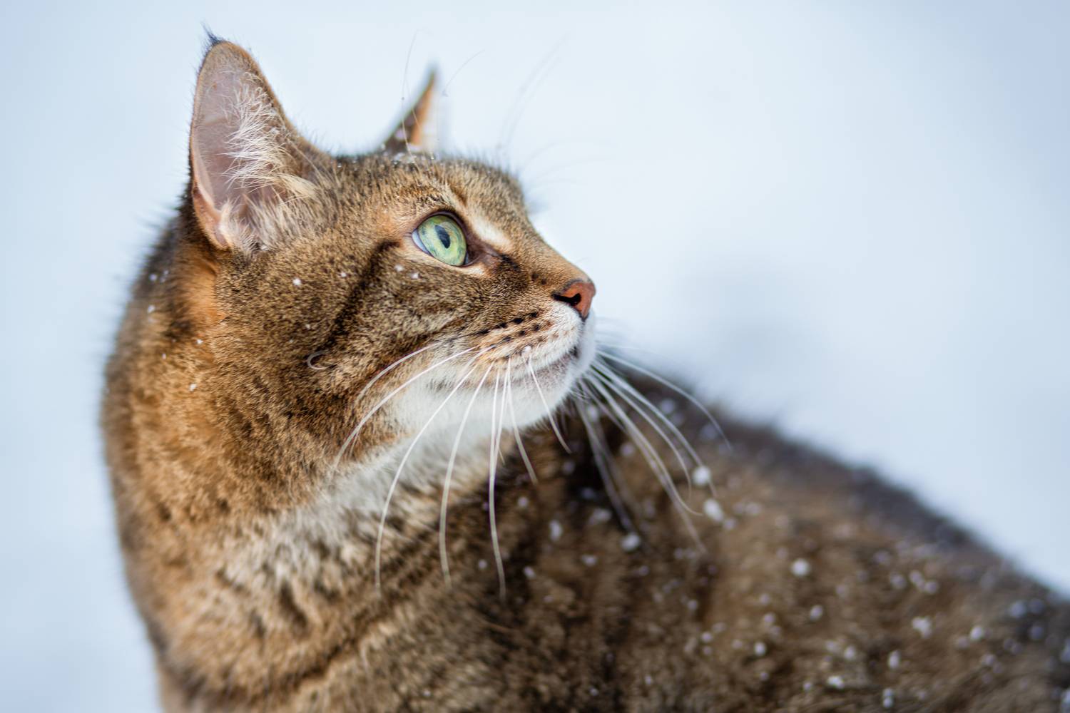 , Рязанцева Анастасия