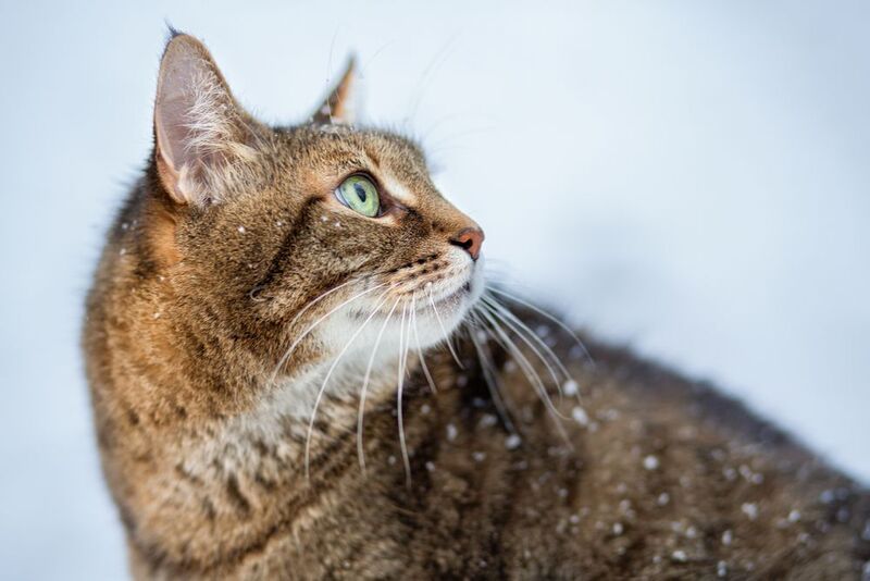 Котик Хасан фото превью