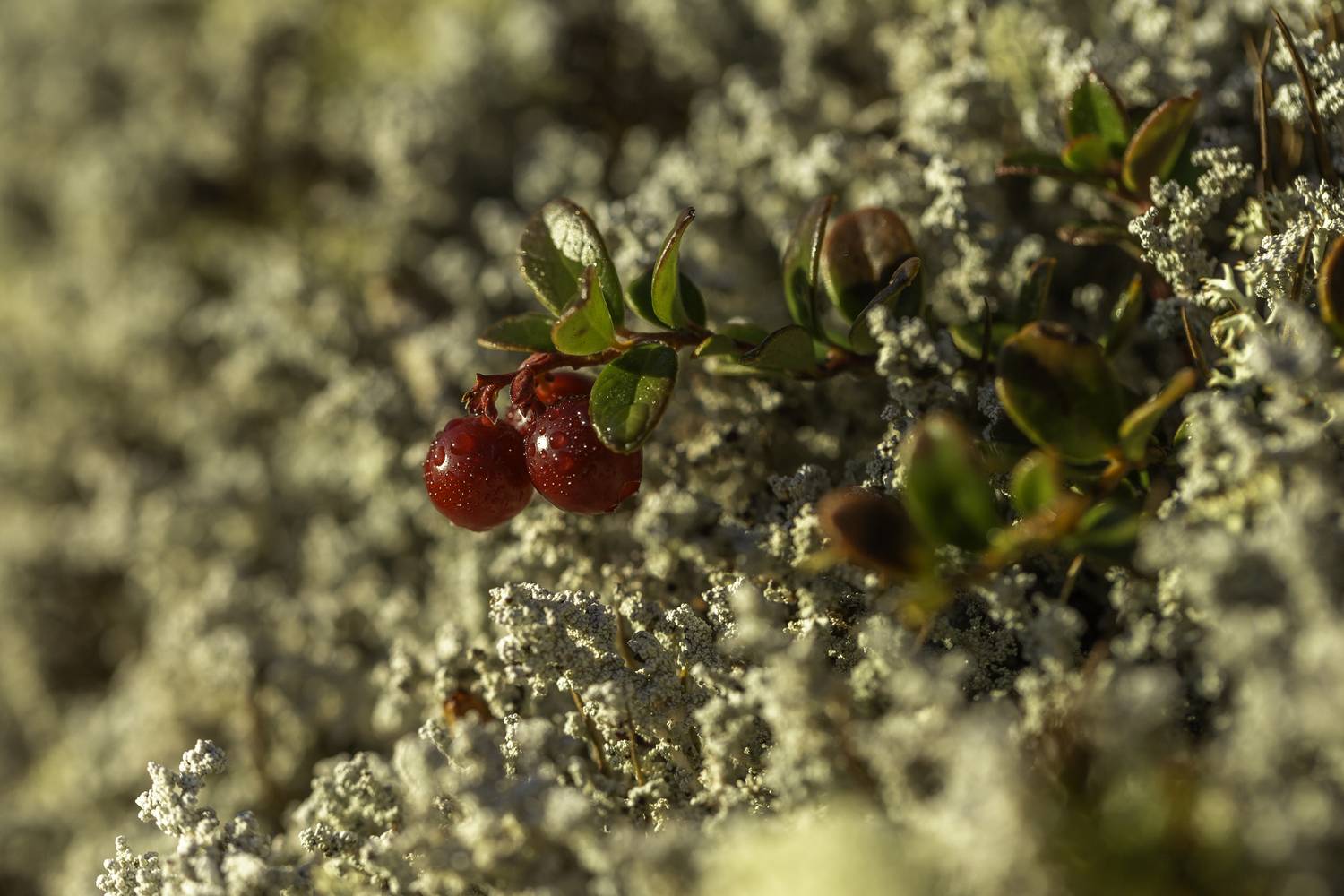 брусника,озеро джека лондона,ягель,колыма, Георгий Башкин