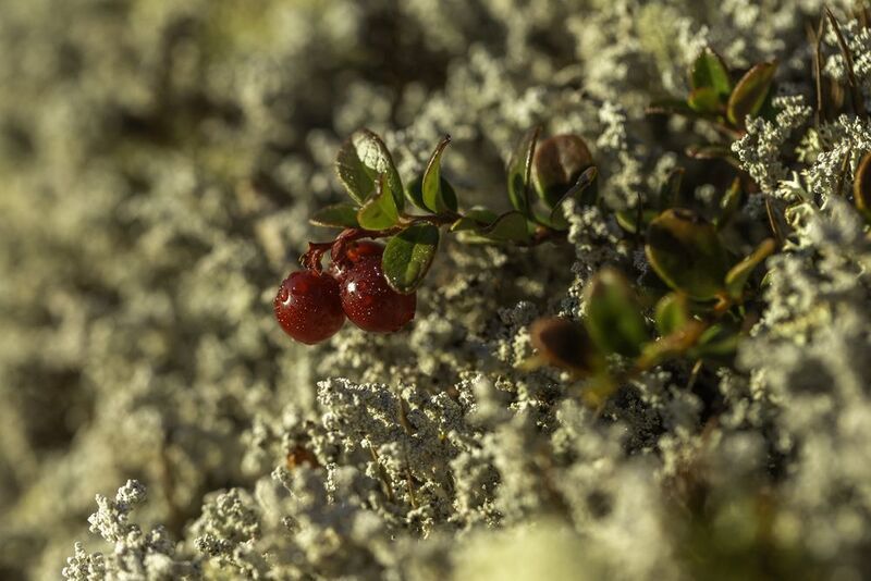 брусника,озеро джека лондона,ягель,колыма Колымская осень фото превью