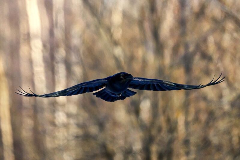 Полет ворона фото превью