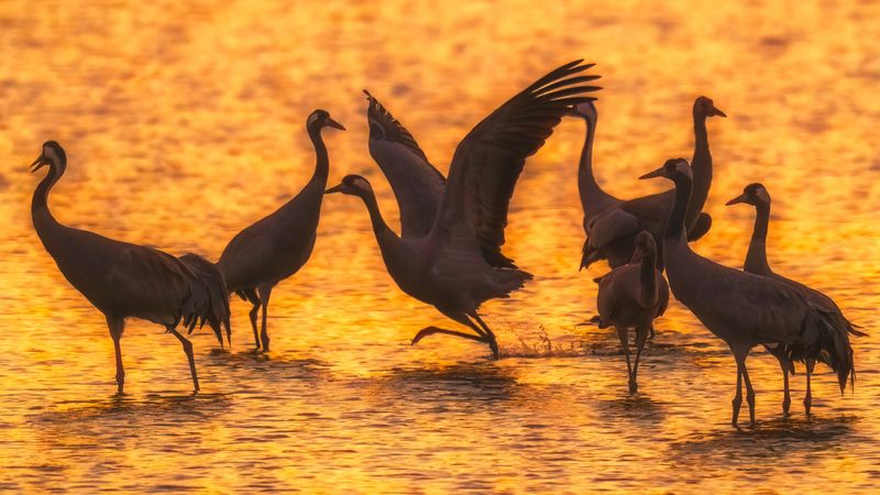 Танцы на рассвете фото превью