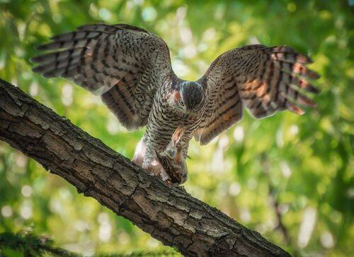 Ястреб перепелятник.