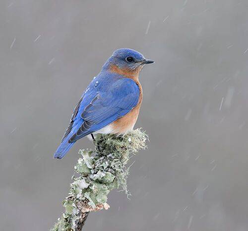 Eastern Bluebird, male -Восточная сиалия