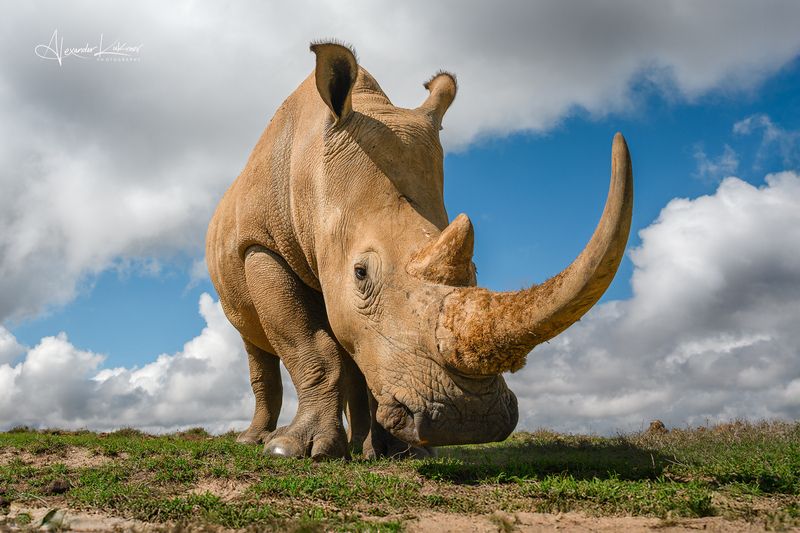 Знаакомство с белыми носорогами... фото превью