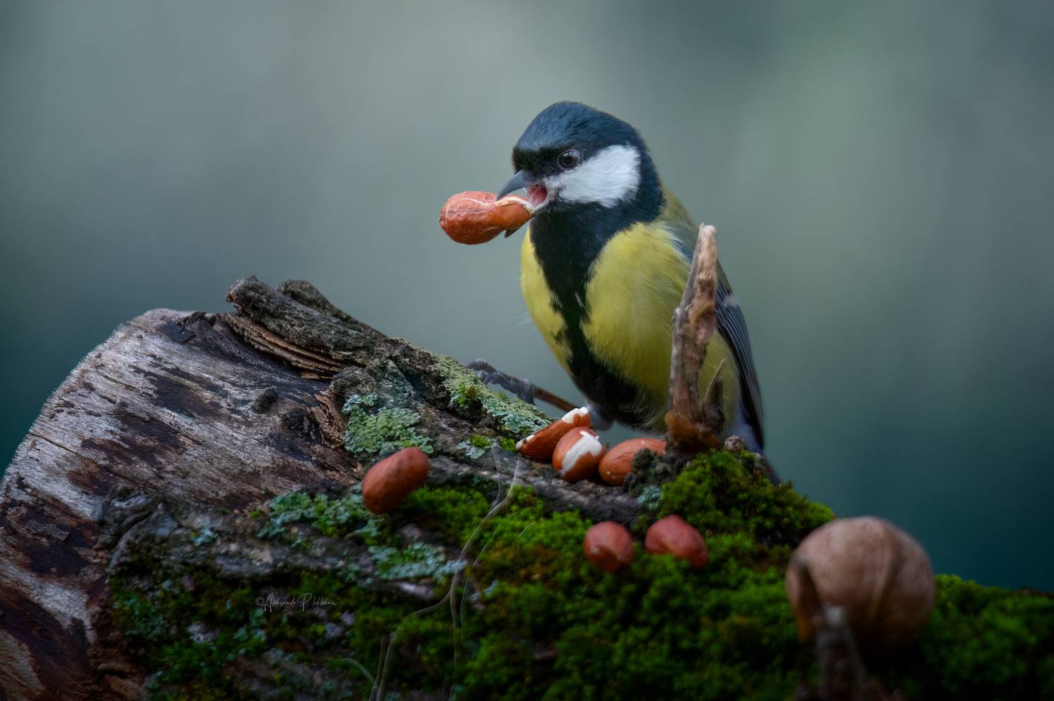 , Плеханов Александр