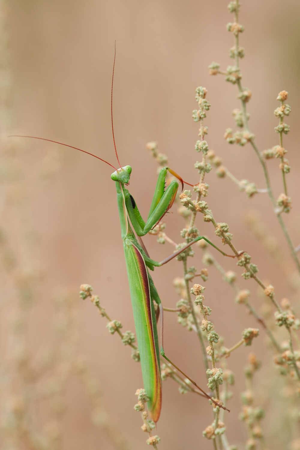 Религиозный богомол, Mantis religiosa, , Павел Сторчилов
