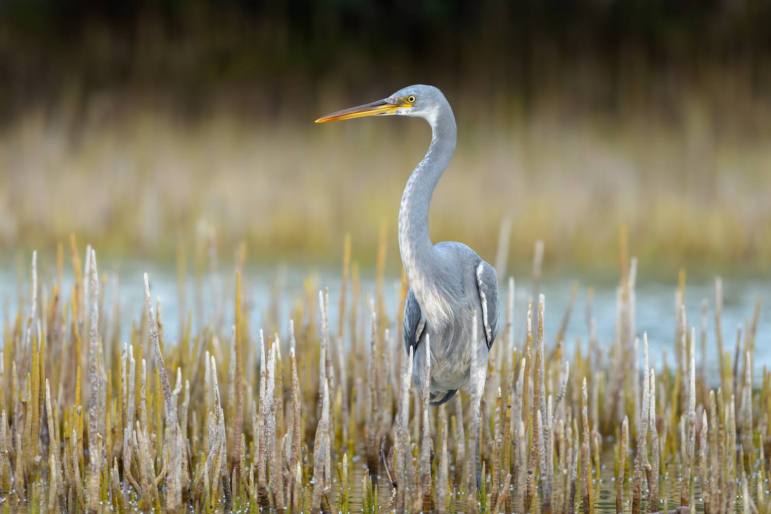 птица, фотоохота, цапля, природа, фауна, Vladimir Kulikov