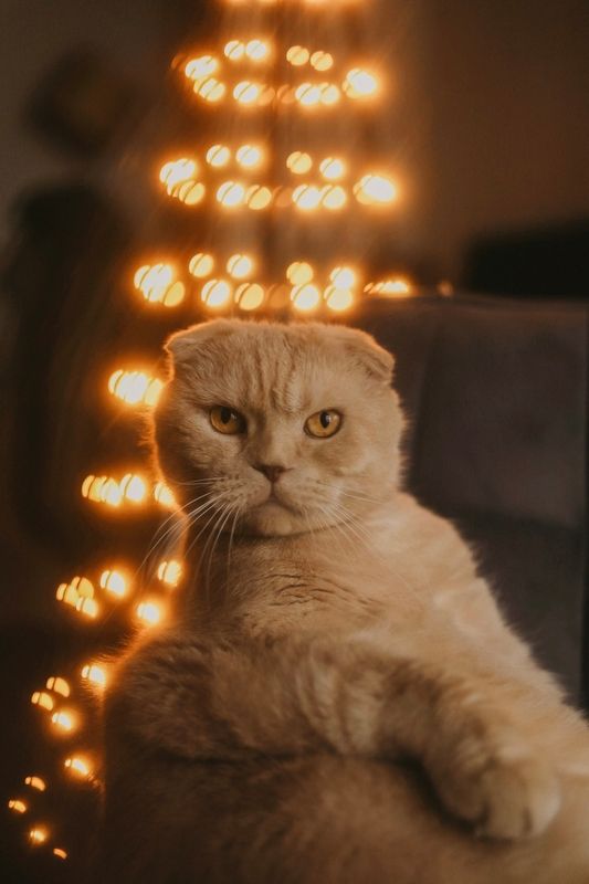 Платон фото превью