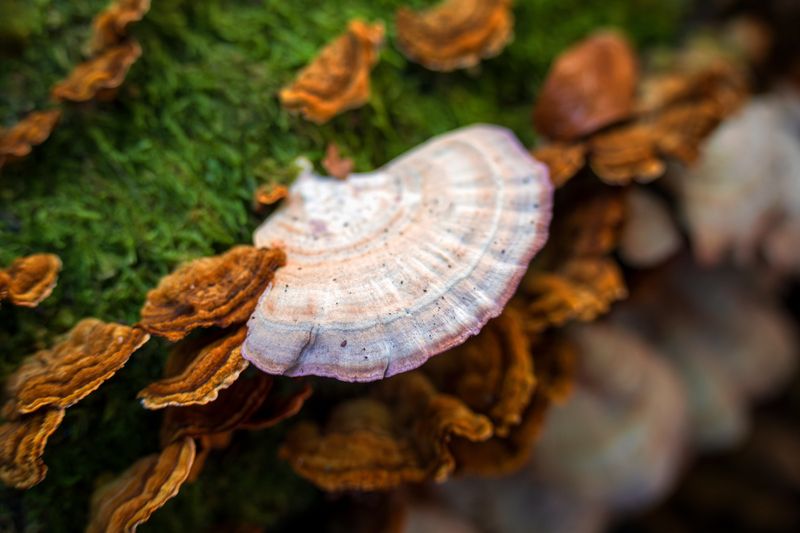 грибы, лес, осень, красная поляна Ракушка фото превью