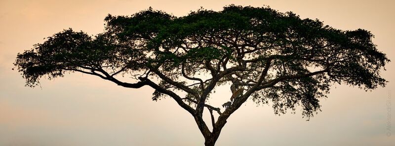 Неодинокое дерево фото превью