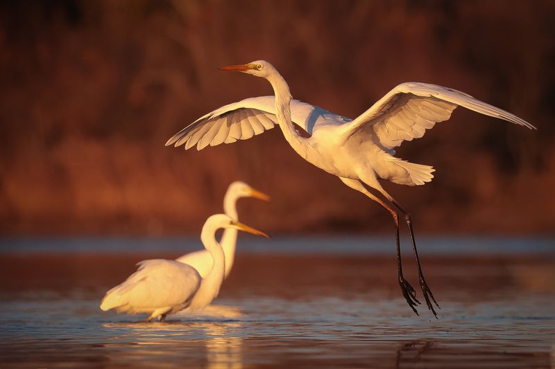 Herons фото превью