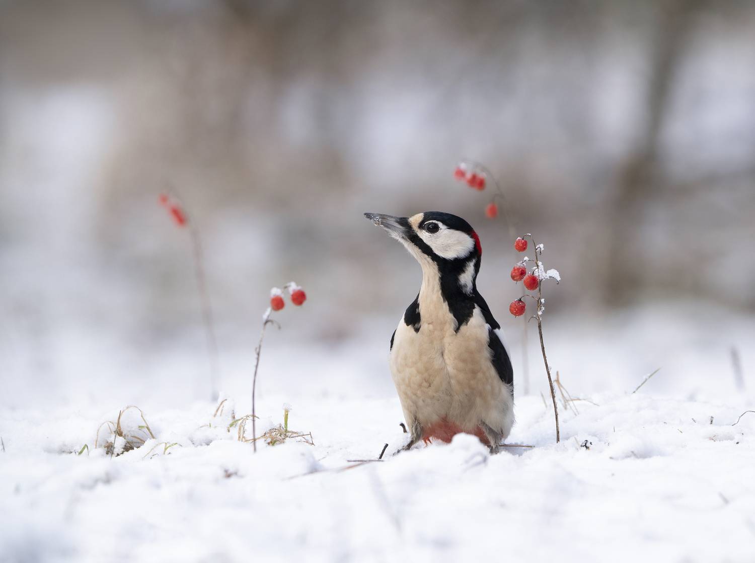 птицы,природа, зима, Андрей Киселёв