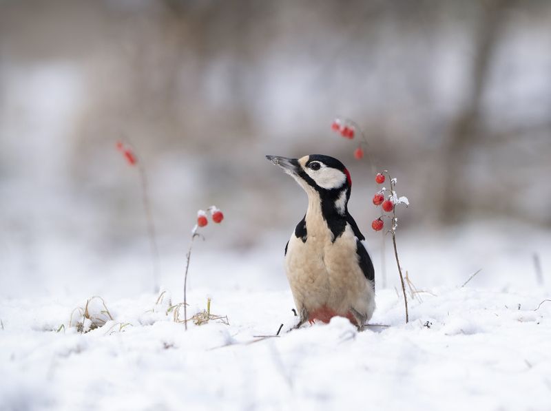 птицы,природа, зима Картинка из леса фото превью
