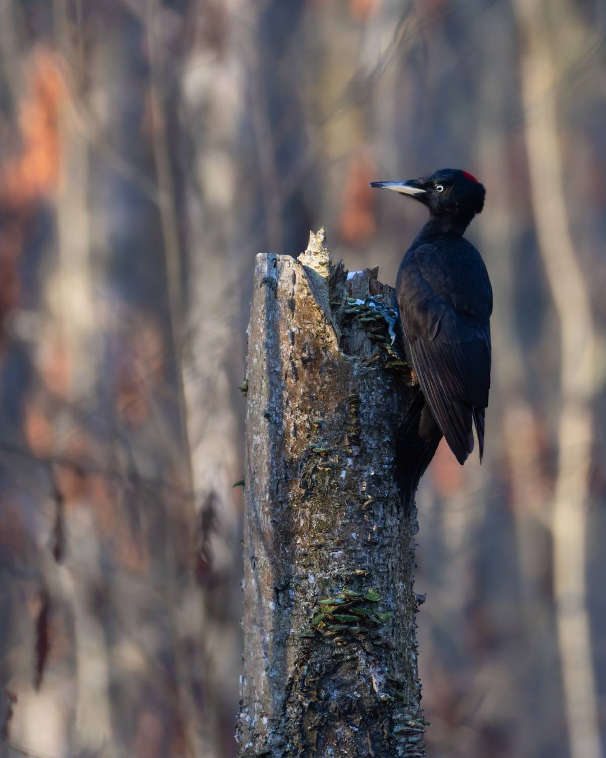 желна, черный дятел, птицы, дятел, Ruslan Pl