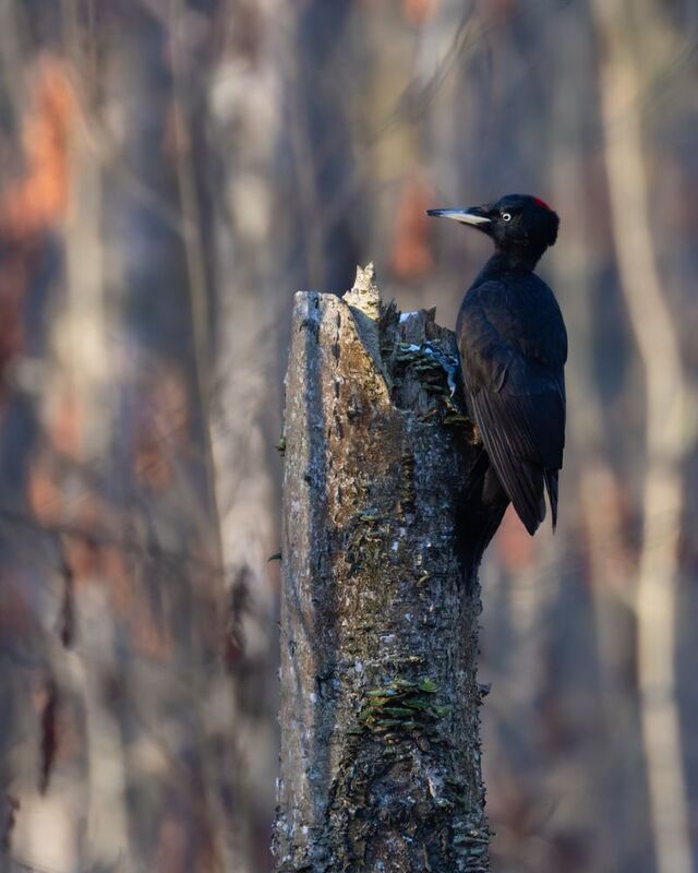 желна, черный дятел, птицы, дятел Желна фото превью