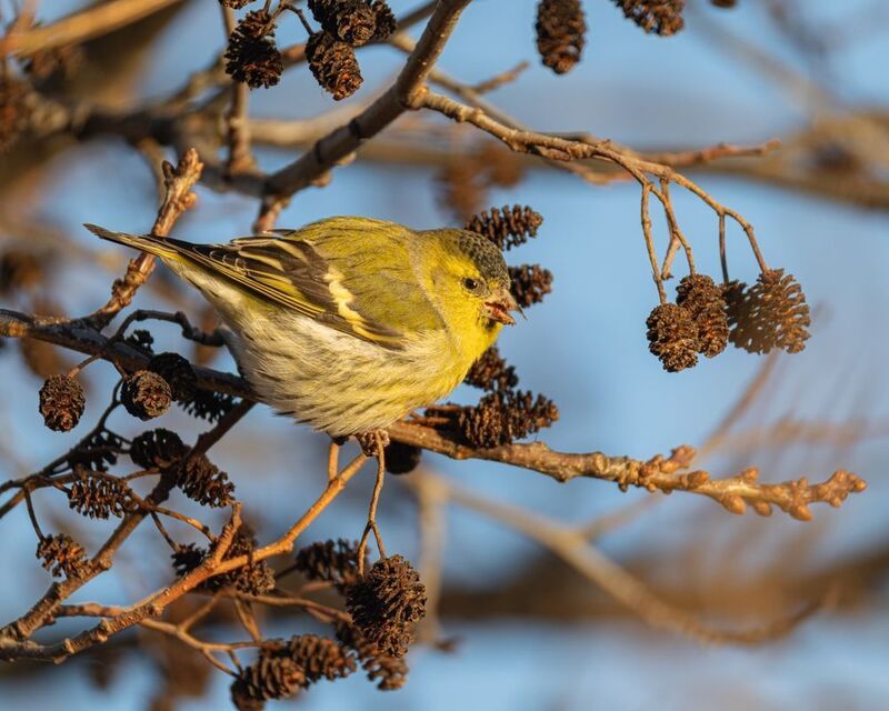 чижик, чиж, птицы Чижик фото превью