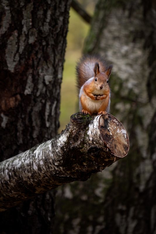Высоко сижу, далеко гляжу... фото превью