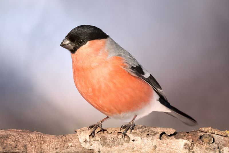 природа, фотоохота, птицы, зима, снегирь, bullfinch, birds, birdwatching Снегирь в зимней акварели фото превью
