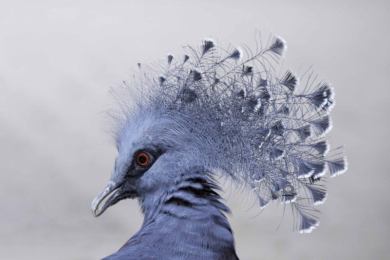 Victoria crowned pigeon фото превью