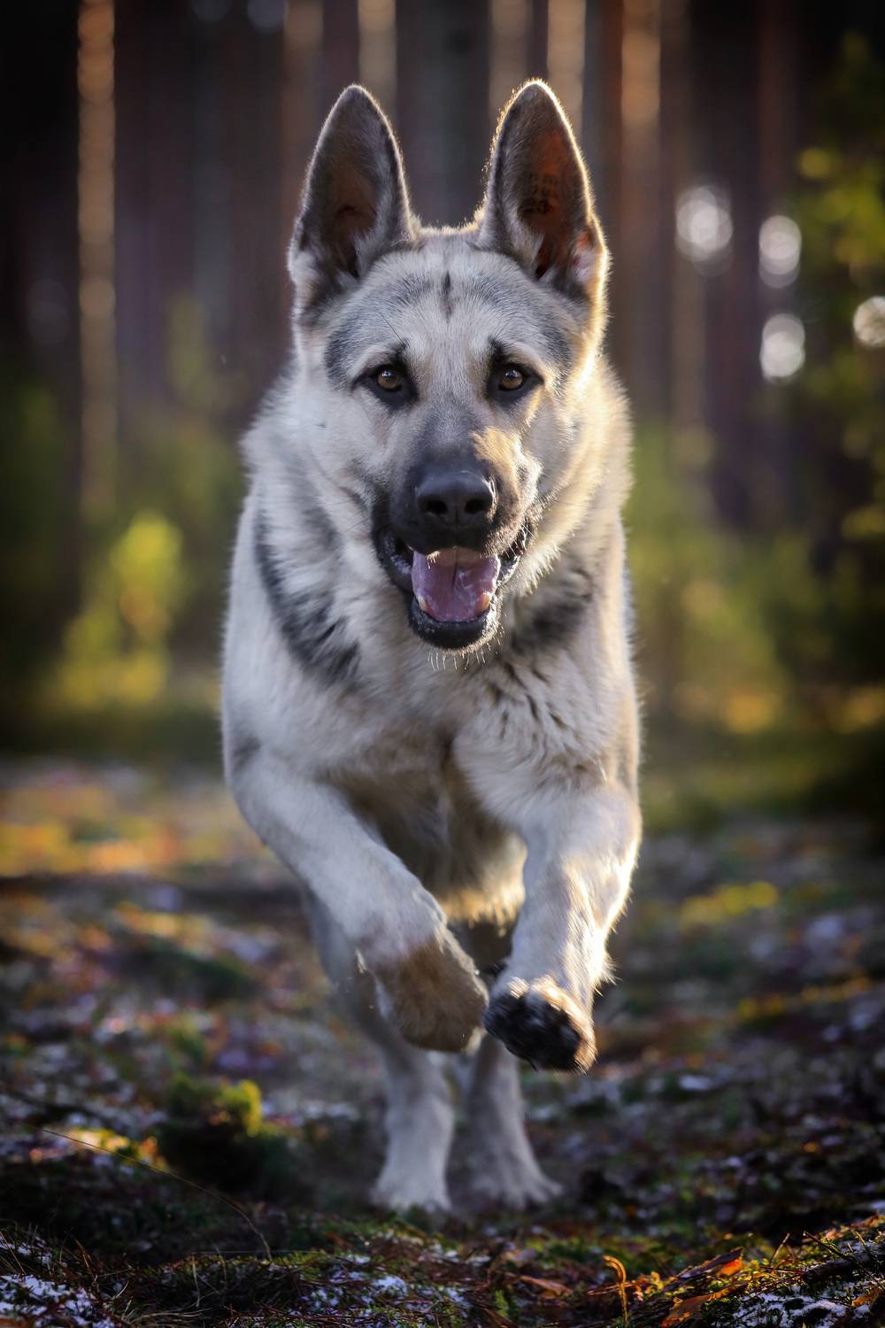 , Андрей Ершов