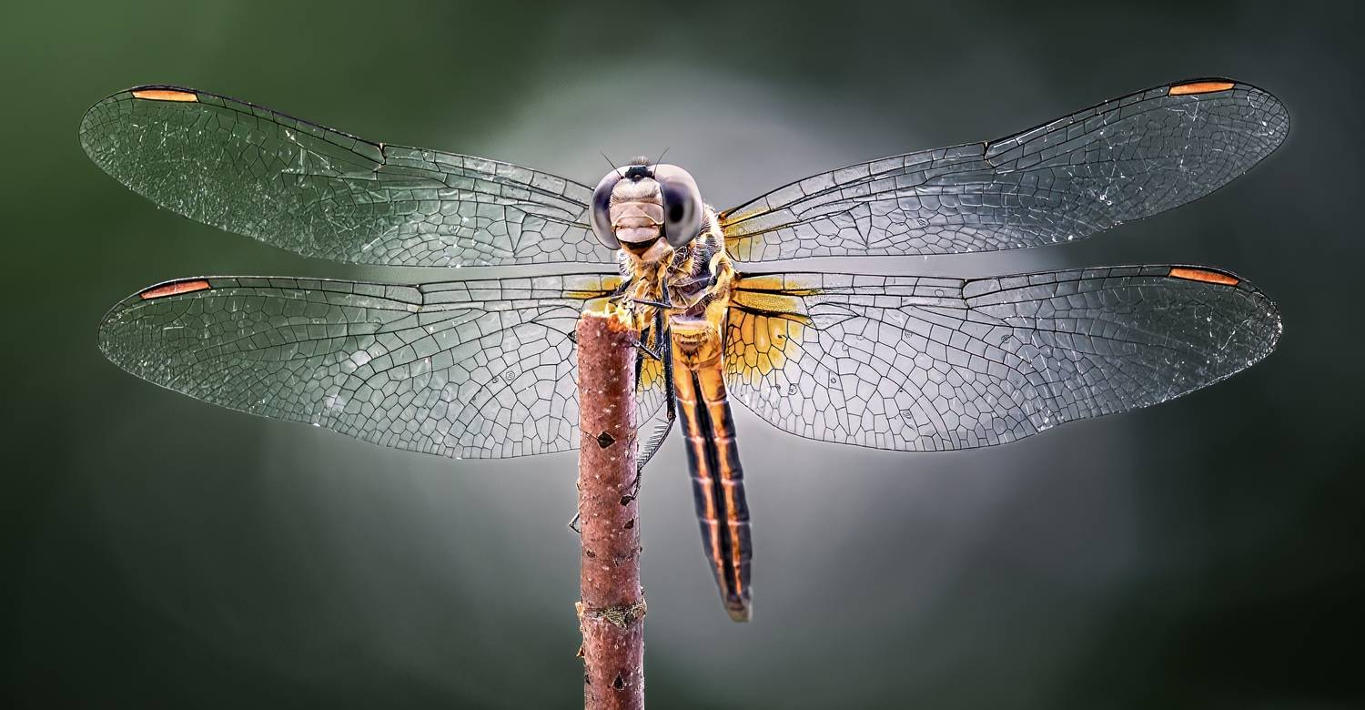 damselfly, dragonfly, insect, grass, sunset, dusk, evening, bug, macro, blade, grassland,, Atul Saluja