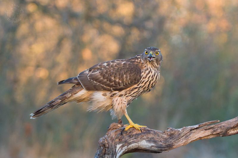 Ястреб-тетеревятник - Lens and Feathers фото превью