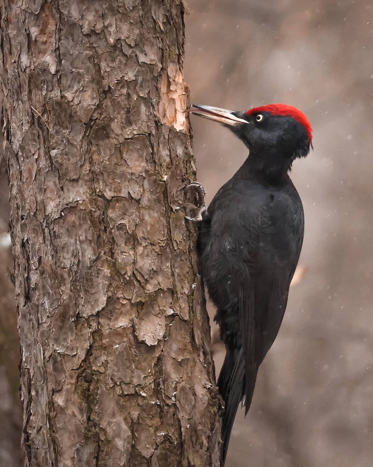 желна, Суслов Дмитрий