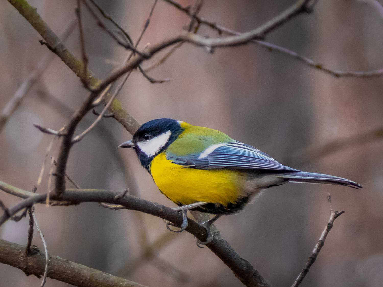 , Игорь Кабанов