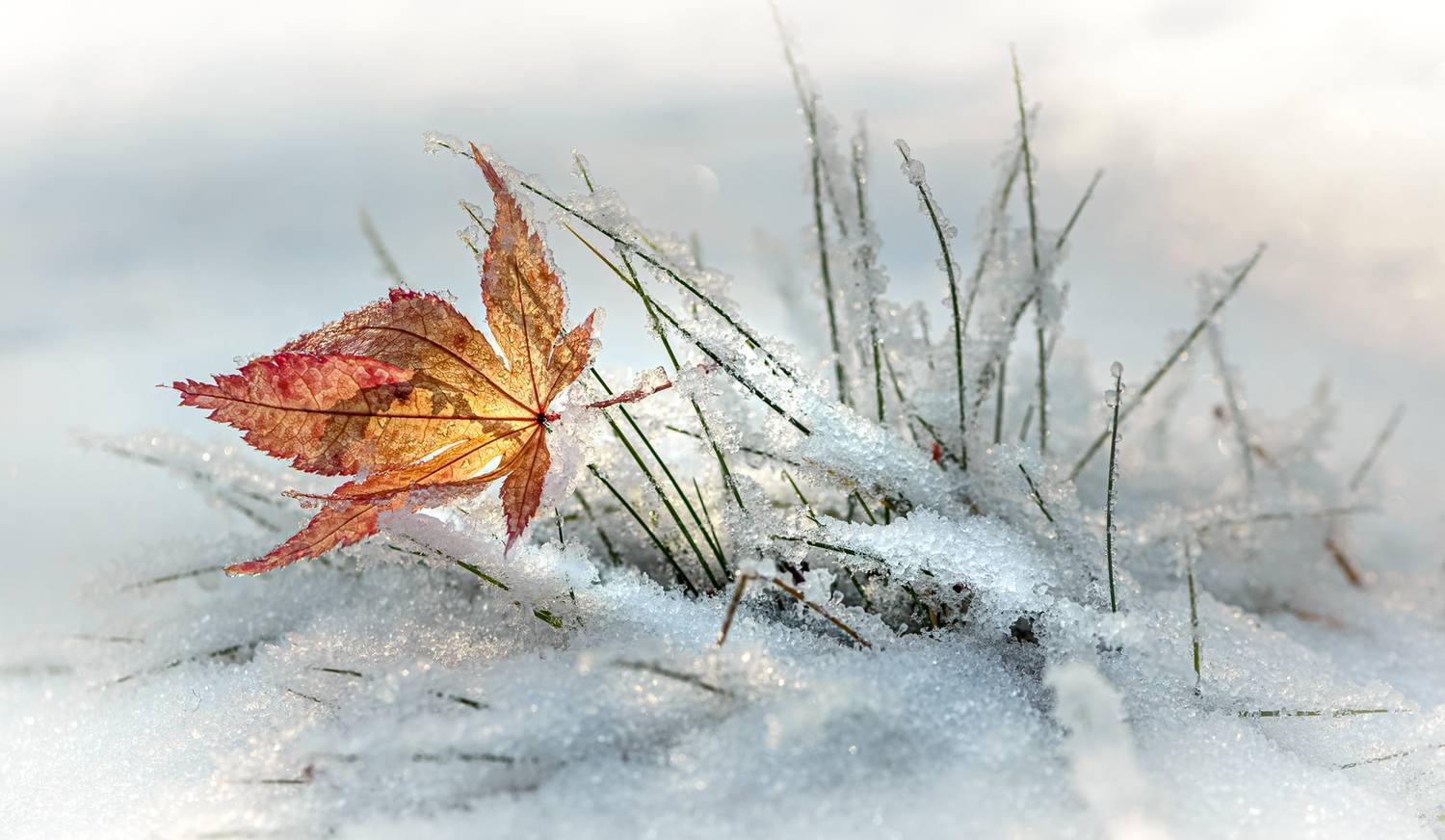 , Неля Рачкова