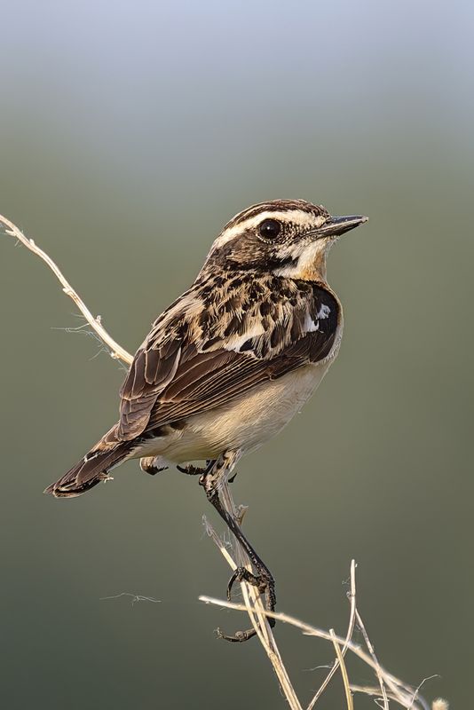 птица, природа, поле. чекан Луговой чекан фото превью