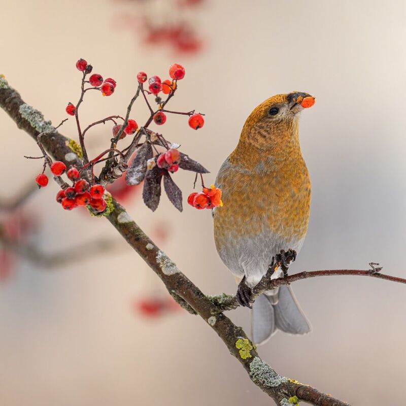 рябина, щур, птицы  фото превью