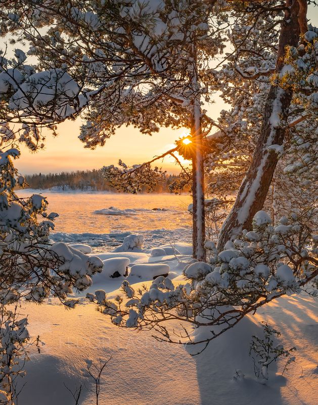 зима, зимнее, снег, снежное, в снегу, ладожское озеро, карелия, сосна, деревья, лес, новогоднее, берег, вода, Для настроения фото превью