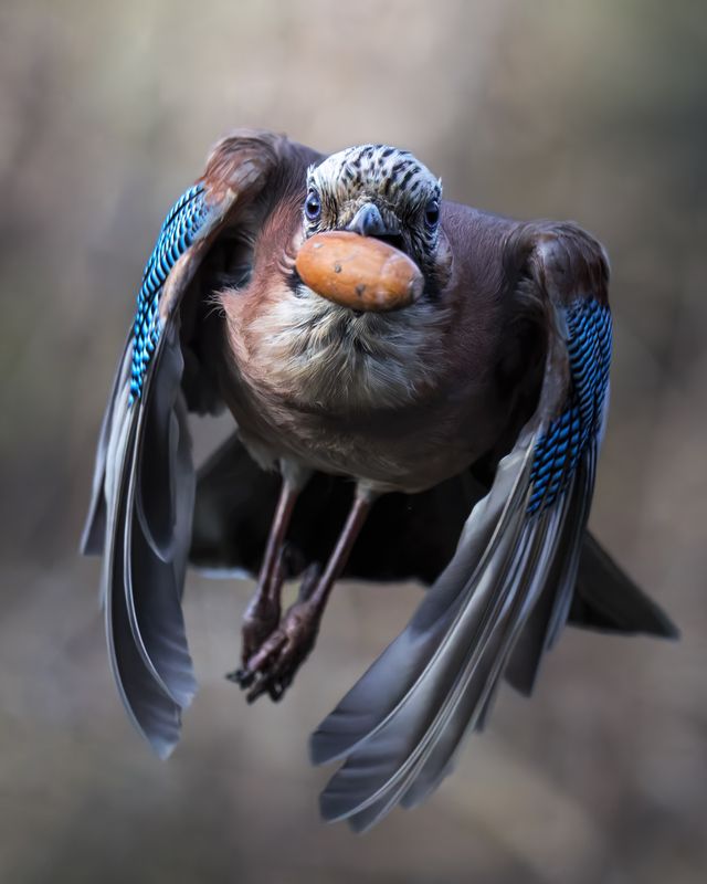 Обыкновенная сойка (Garrulus glandarius)  фото превью
