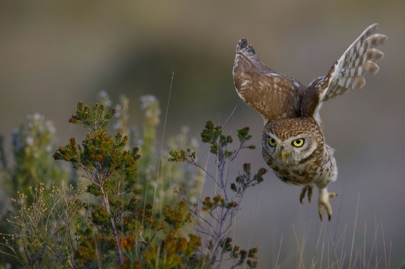 Little owl  фото превью