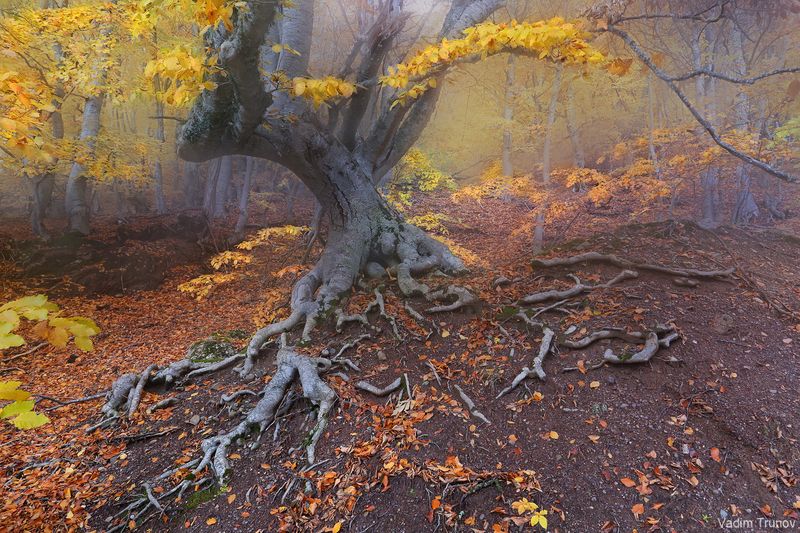 крым, демерджи, осень, лес Сказочный лес фото превью