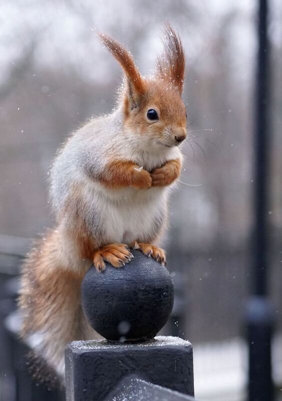 Белочка на шаре фото превью