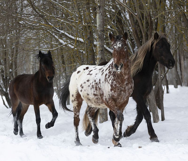 лошади,табун,галоп,красота, лес, зима,природа, horses, beautiful,forest, nature В зимнем вихре свободы фото превью