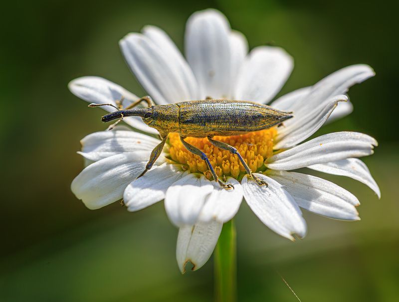 Фрачник обыкновенный фото превью