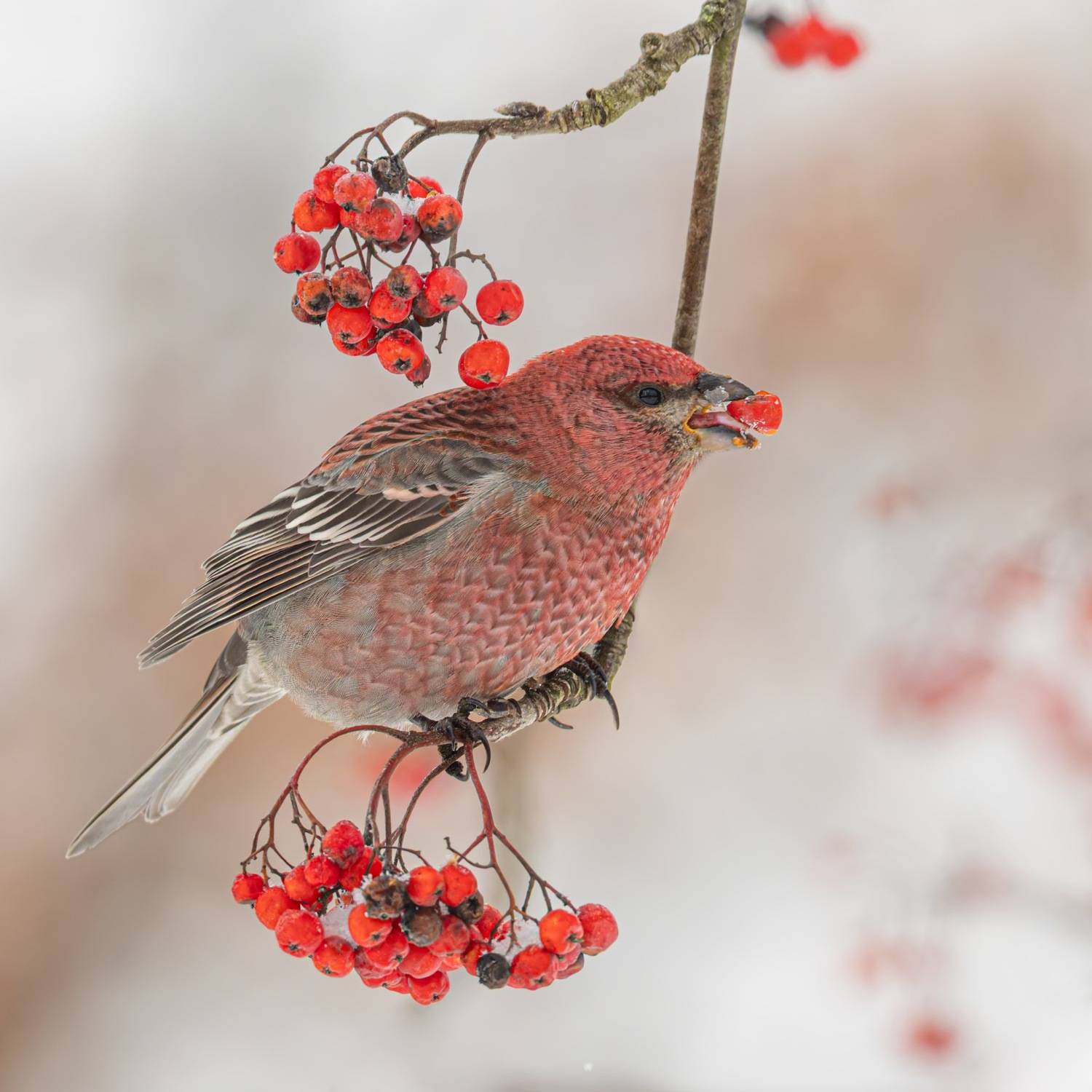 щур, птицы, рябина, Ruslan Pl