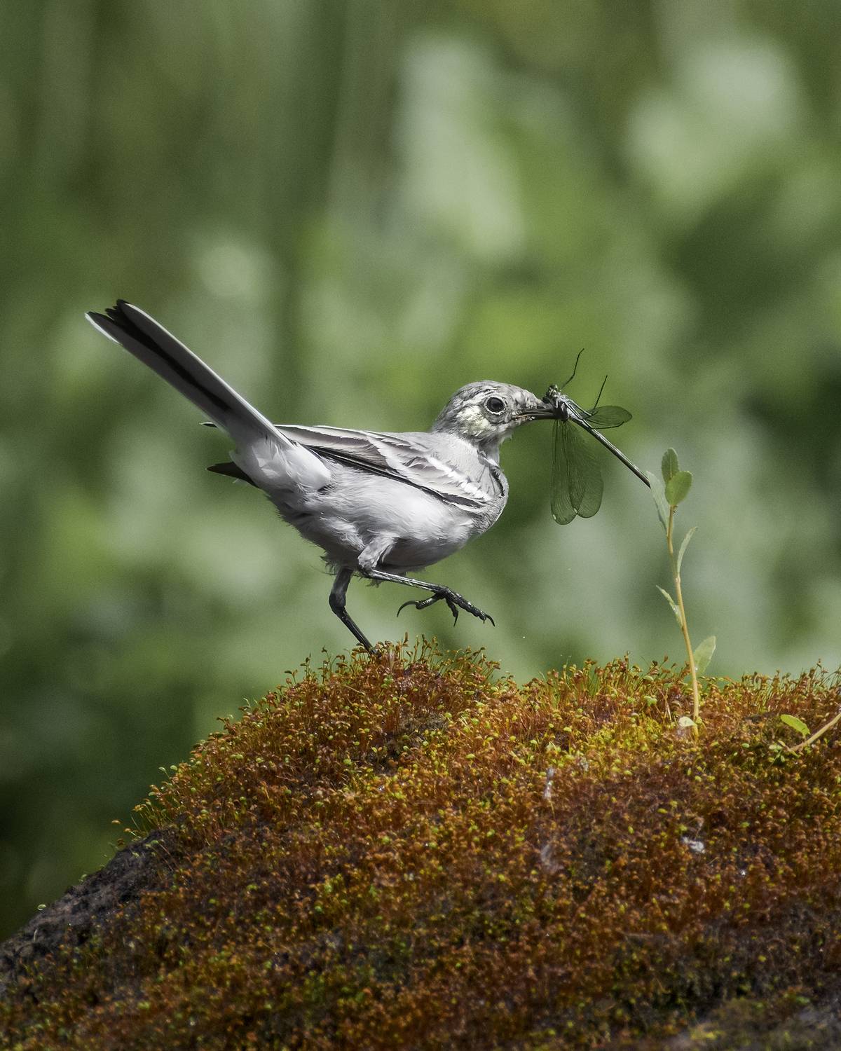 белая трясогузка, white wagtail, Motacilla alba, птица, дикая природа, wagtail, птицы России, birdwatching, nature, wildlife photography, close-up bird, Полина Шальнева