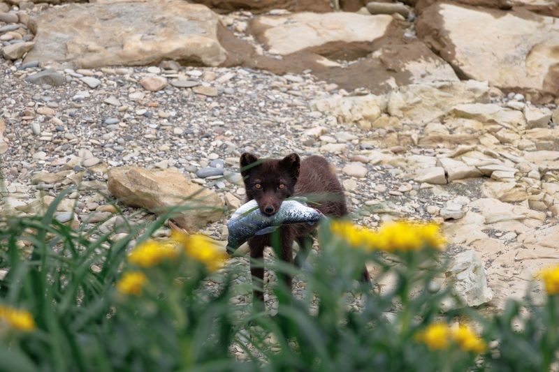 рыбак, песец, рыба, улов, горбуша Рыбак фото превью
