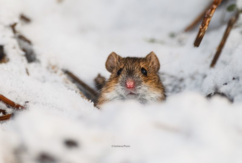 Мышь, полевая мышь, мышка,полёвка Мышенька фото превью