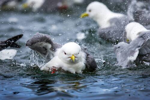 Банный день